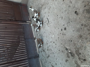 vând rațe moțate - imagine 3 vând rațe moțate - imagine 3