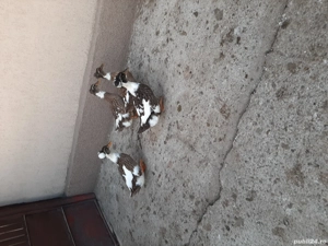 vând rațe moțate - imagine 4 vând rațe moțate - imagine 4