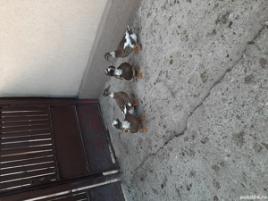 vând rațe moțate - imagine 2 vând rațe moțate - imagine 2