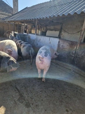 Vand scroafe pentru sacrificare 