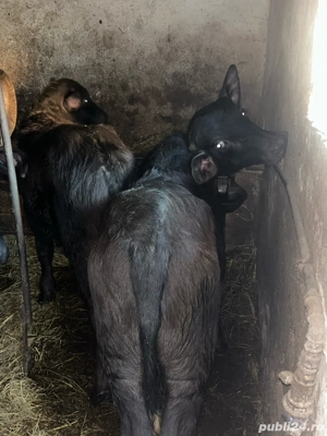 Tauras de bivol - imagine 2