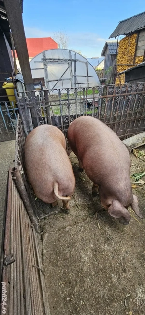 Porci 160-200kg - imagine 3