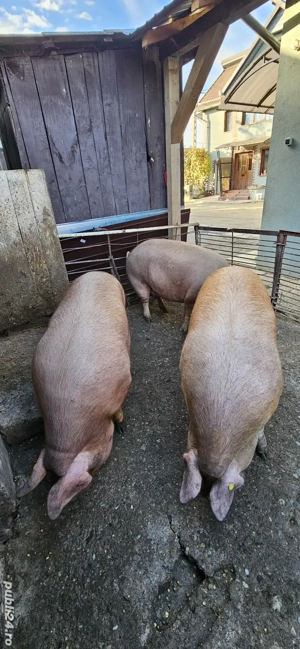 Porci 160-200kg - imagine 4