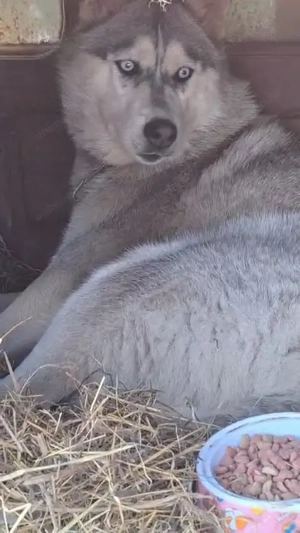 Donez Husky Siberian  - imagine 2