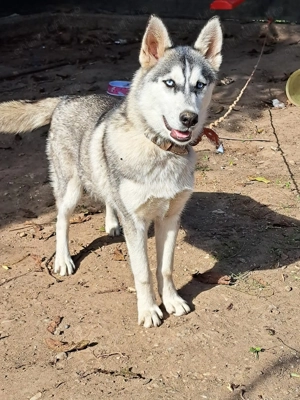 Donez Husky Siberian