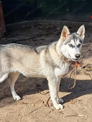 Donez Husky Siberian  - imagine 3