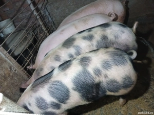 Porci pt sacrificare