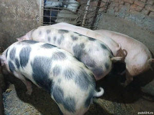 Porci pt sacrificare - imagine 2