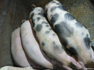 Porci pt sacrificare - imagine 3