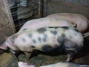 Porci pt sacrificare - imagine 4