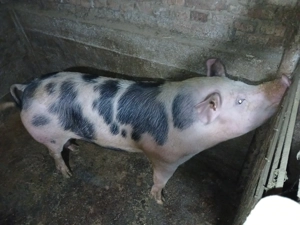 Porci pt sacrificare - imagine 5