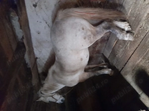 Vand cal sur de 7 ani  - imagine 2