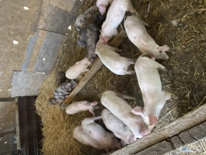 Vând porci și purcei - imagine 2