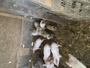 Vând porci și purcei