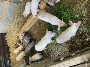 Vând porci și purcei - imagine 4