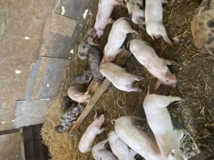 Vând porci și purcei - imagine 3