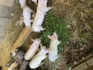 Vând porci și purcei - imagine 5