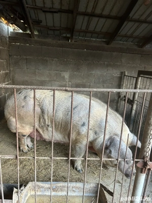 porc de vanzare - imagine 2