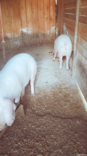 vand soldani landras