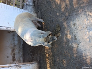 vand scroafa gestanta in o luna jumate - imagine 2 vand scroafa gestanta in o luna jumate - imagine 2