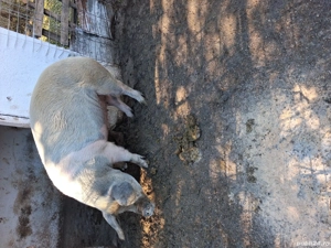 vand scroafa gestanta in o luna jumate - imagine 3 vand scroafa gestanta in o luna jumate - imagine 3