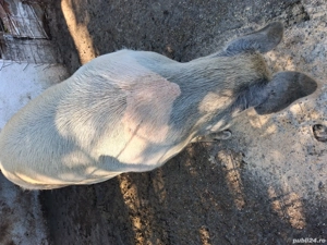 vand scroafa gestanta in o luna jumate