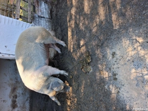 vand scroafa gestanta in o luna jumate - imagine 4 vand scroafa gestanta in o luna jumate - imagine 4