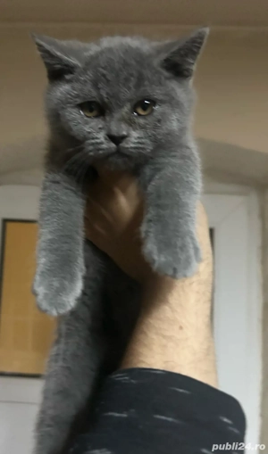 British Shorthair 