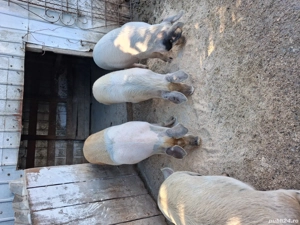 vand soldani  - imagine 2 vand soldani  - imagine 2