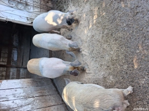 vand soldani  - imagine 3 vand soldani  - imagine 3