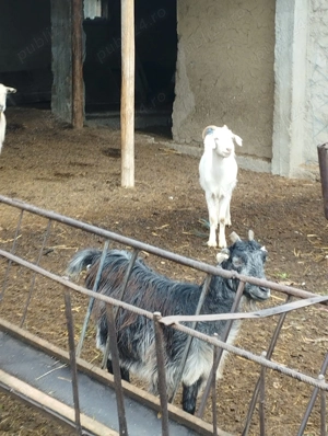 Vând oi și capre  - imagine 3