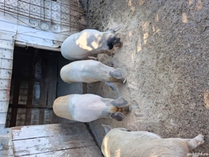 vand soldani  - imagine 4 vand soldani  - imagine 4