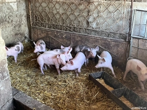 purceluși de vânzare 
