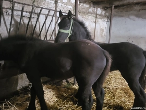 vand 2 manzi ftizieni - imagine 2