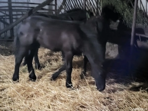 vand 2 manzi ftizieni