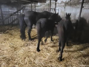 vand 2 manzi ftizieni - imagine 3