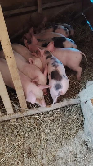 Purcei de vănzare 7 săptamăni