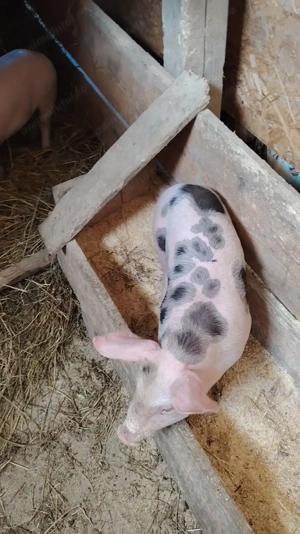 Purcei de vănzare 7 săptamăni - imagine 2