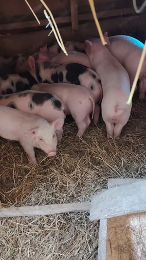 Purcei de vănzare 7 săptamăni - imagine 4