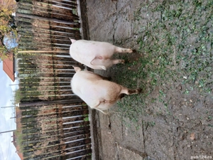 se vand pentru craciun  - imagine 2 se vand pentru craciun  - imagine 2