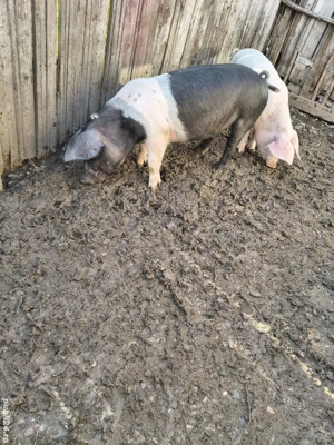 godini gata de plecare 