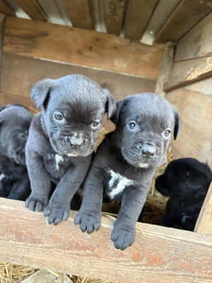 Căței de rasă Cane corso caută căsuță nouă  - imagine 1 Căței de rasă Cane corso caută căsuță nouă  - imagine 1