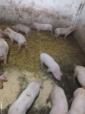 Purcei de vanzare - imagine 3