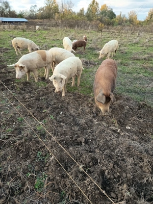 Vând porci pentru Crăciun  - imagine 2