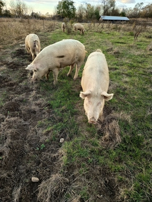 Vând porci pentru Crăciun  - imagine 3