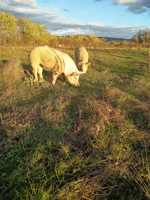 Vând porci pentru Crăciun 