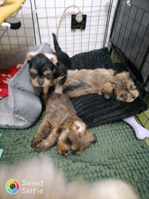 Bichon havanez 2 luni - imagine 2 Bichon havanez 2 luni - imagine 2