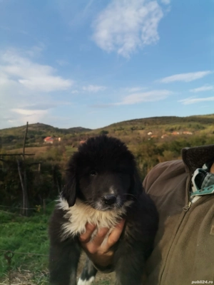 Ciobănesc de Bucovina  - imagine 7 Ciobănesc de Bucovina  - imagine 7