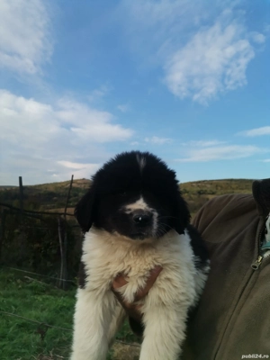 Ciobănesc de Bucovina  - imagine 9 Ciobănesc de Bucovina  - imagine 9