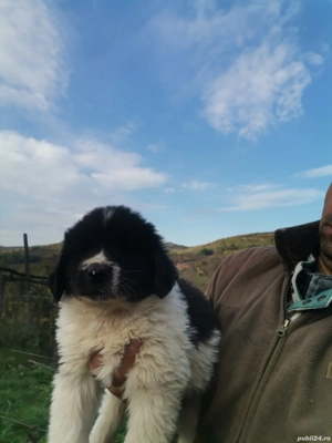 Ciobănesc de Bucovina  - imagine 8 Ciobănesc de Bucovina  - imagine 8